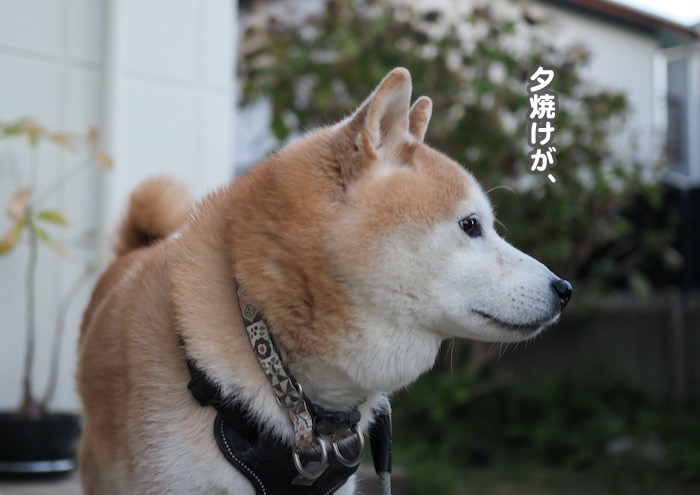 14日夕ブログ４