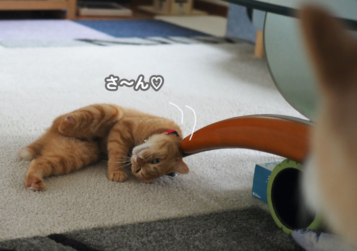7日夕ブログ５