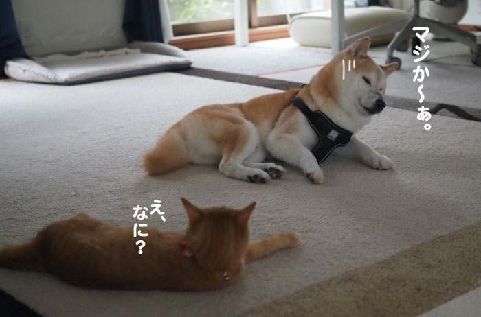 4日夕ブログ６