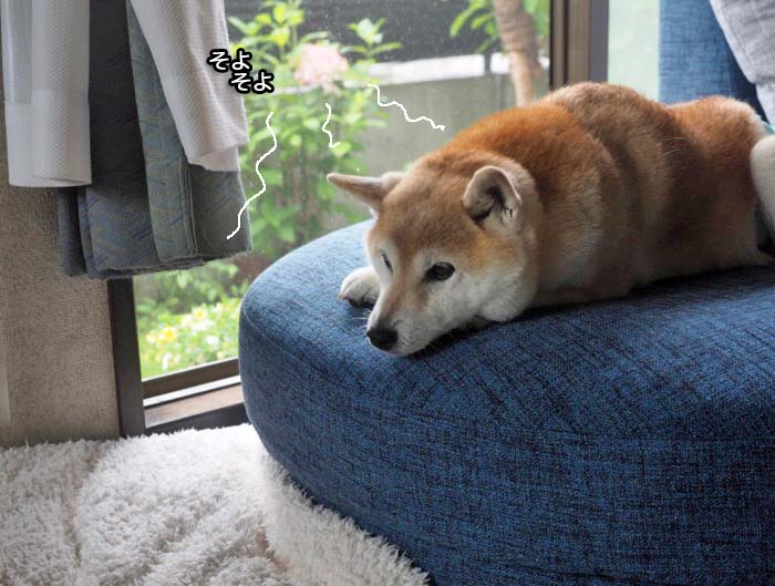 26日夕ブログ２