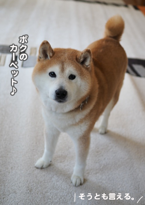 27日夕ブログ７
