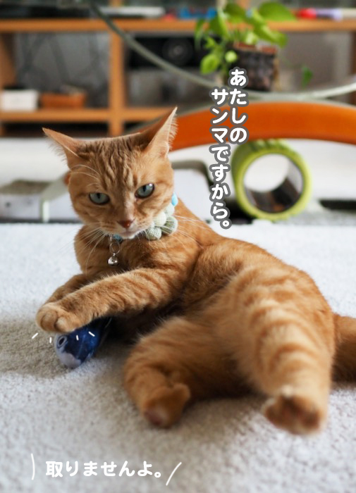 19日夕ブログ3