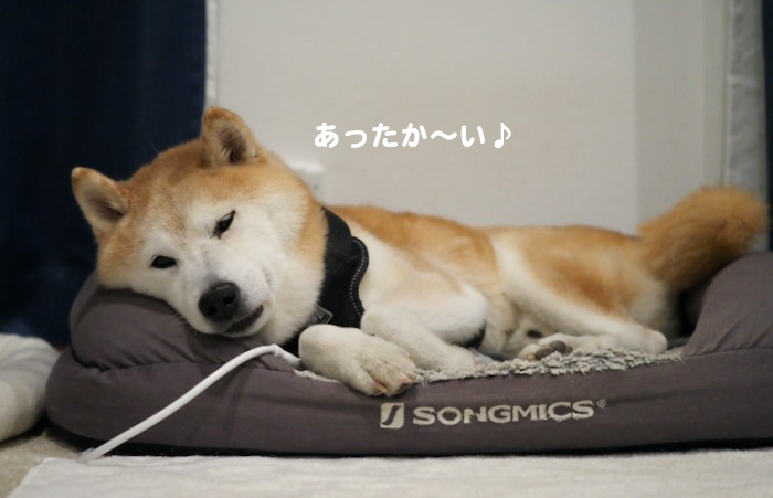 12日夕ブログ５