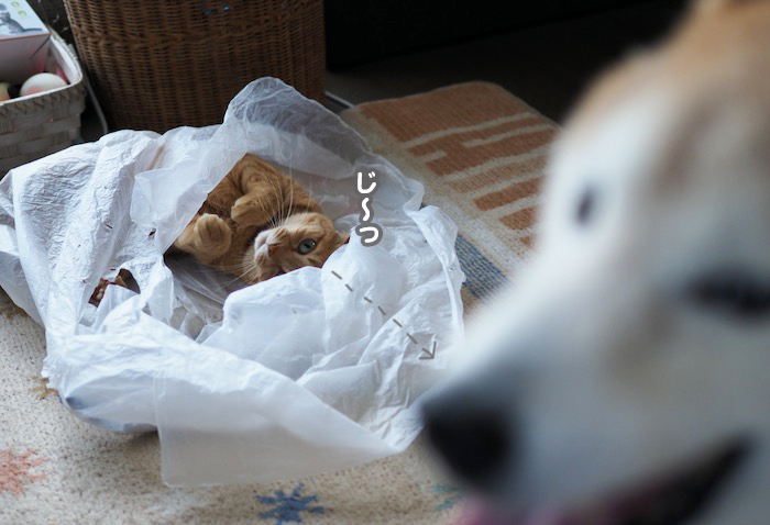 21日夕ブログ３