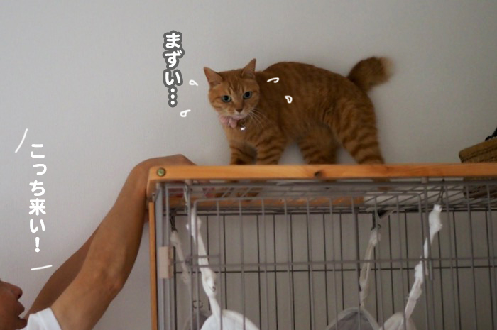 3日夕ブログ７