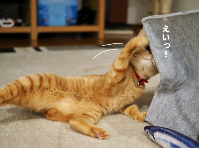 9日夕ブログ3