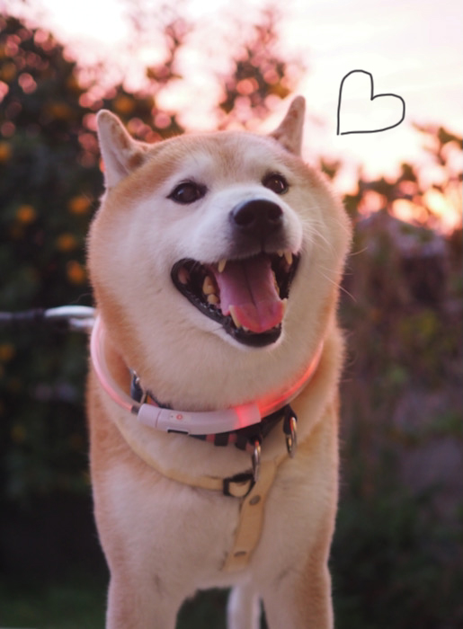 19日夕ブログ５