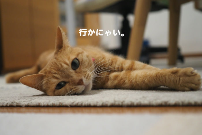 14日夕ブログ４