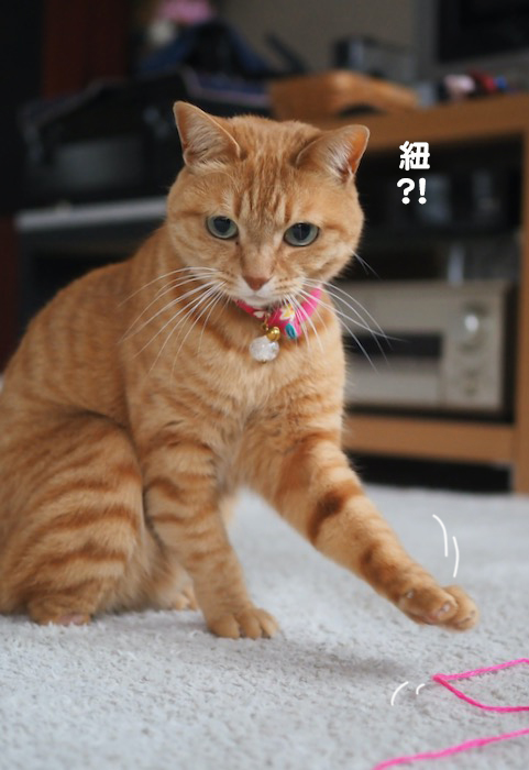 10日夕ブログ２
