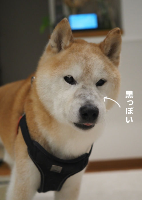 12日夕ブログ３