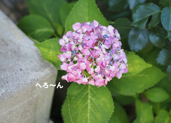 17日夕ブログ２