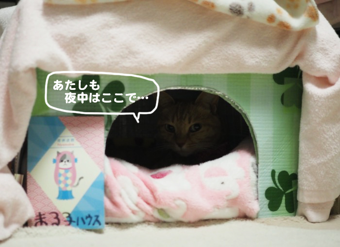 19日夕ブログ５