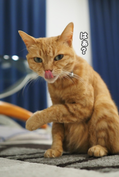 18日の夕ブログ6