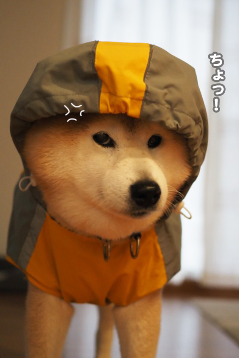 3日夕ブログ４