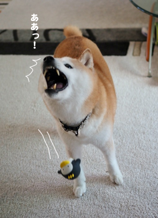 27日夕ブログ７