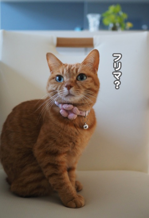 9日夕ブログ２