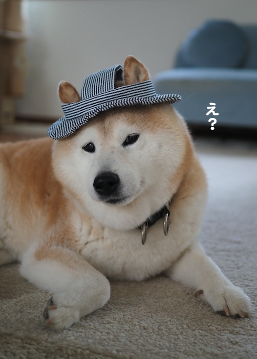 29日夕ブログ８