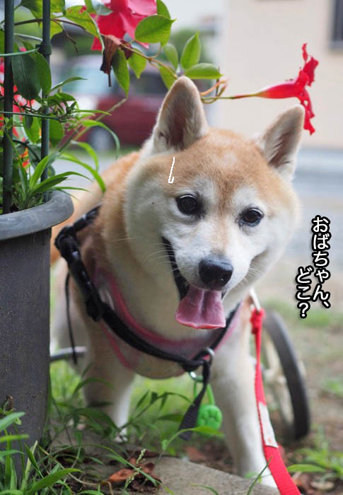 13日夕ブログ４