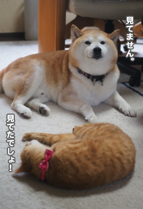 30日夕ブログ７