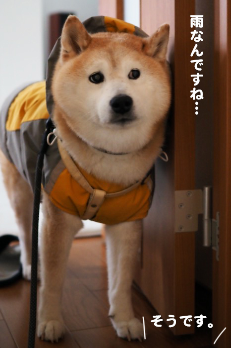 3日夕ブログ３