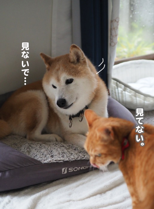 10日夕ブログ５