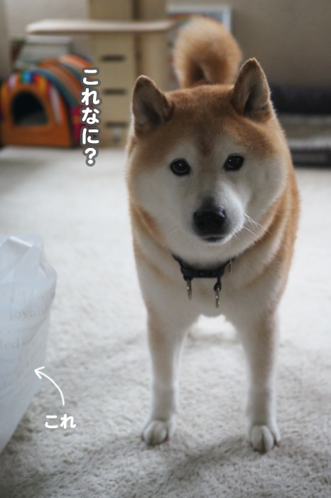 30日夕ブログ２