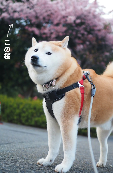 ５日夕ブログ３