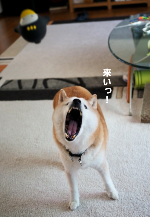 27日夕ブログ６