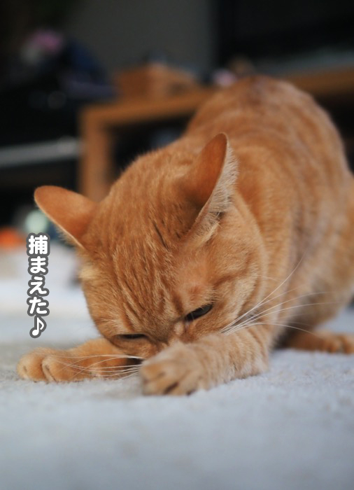 14日夕ブログ７