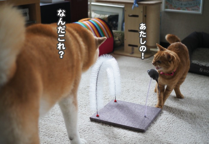 9日夕ブログ４