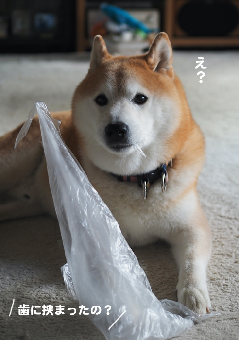 16日夕ブログ３