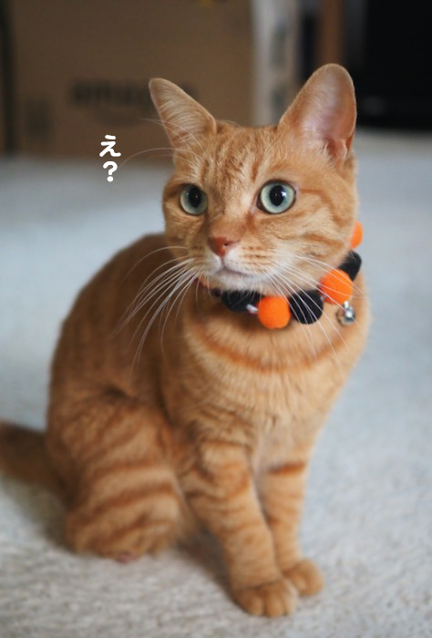 20日夕ブログ２