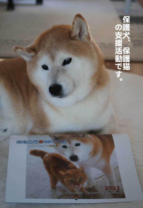 20日夕ブログ７