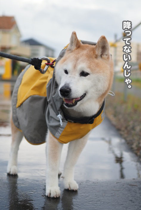 14日夕ブログ４