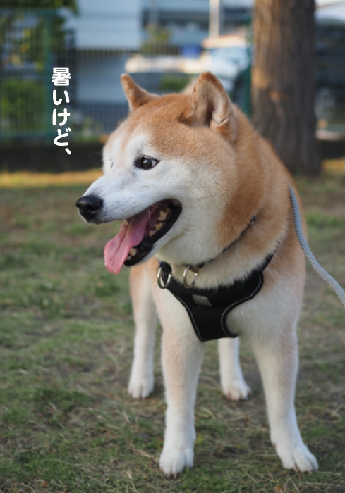 30日ブログ2