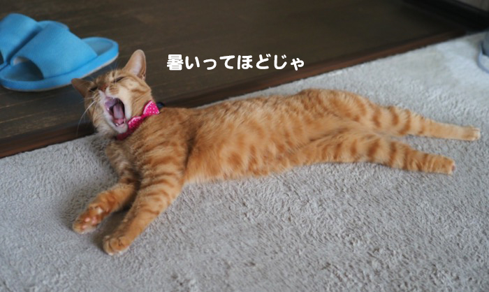 4日ブログ４