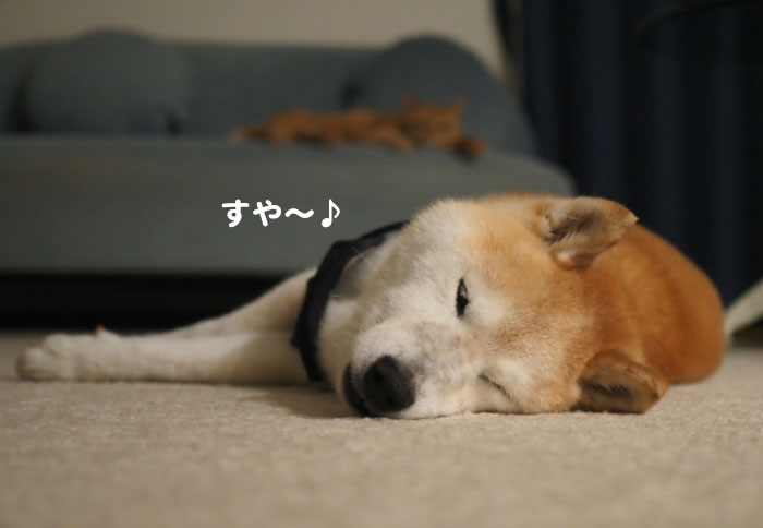 13日夕ブログ６