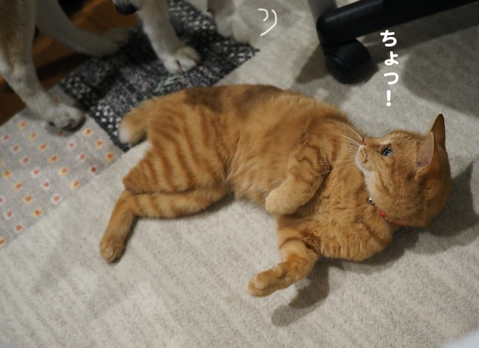 17日夕ブログ３