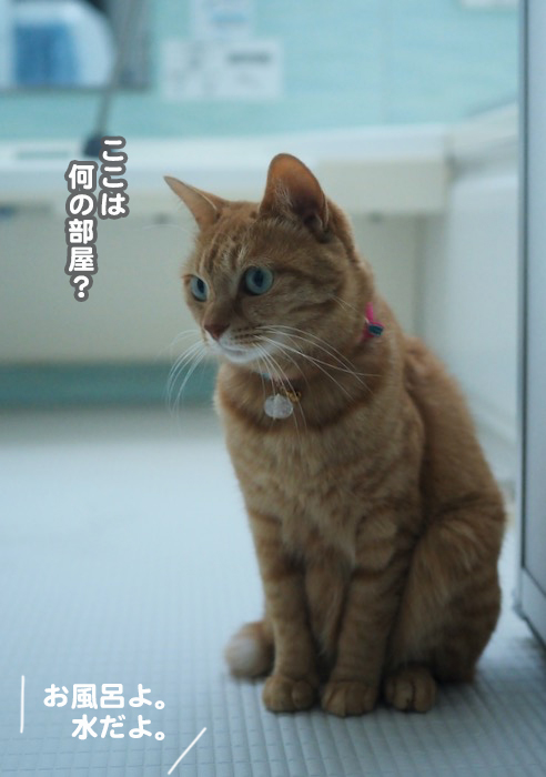 13日夕ブログ３