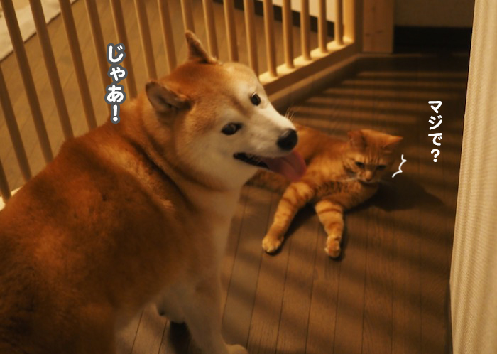 30日夕ブログ５
