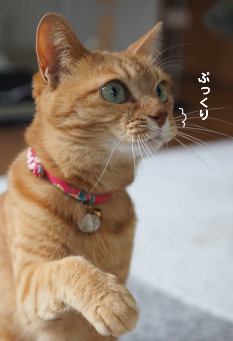 10日夕ブログ４
