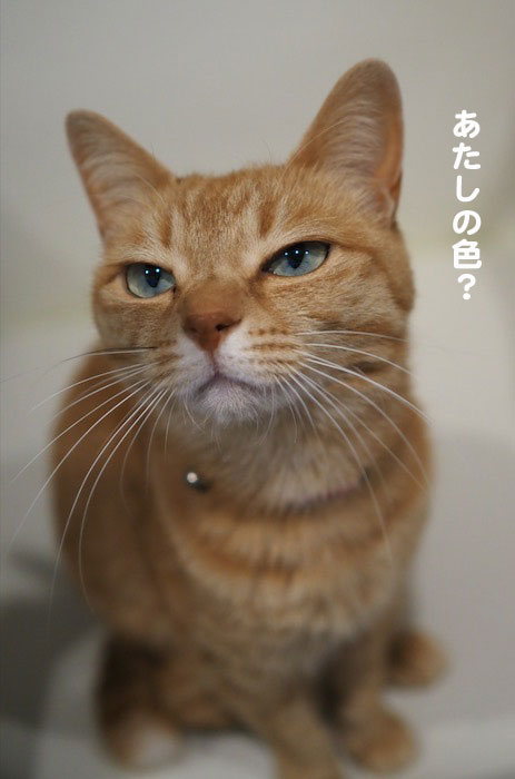 10日夕ブログ４