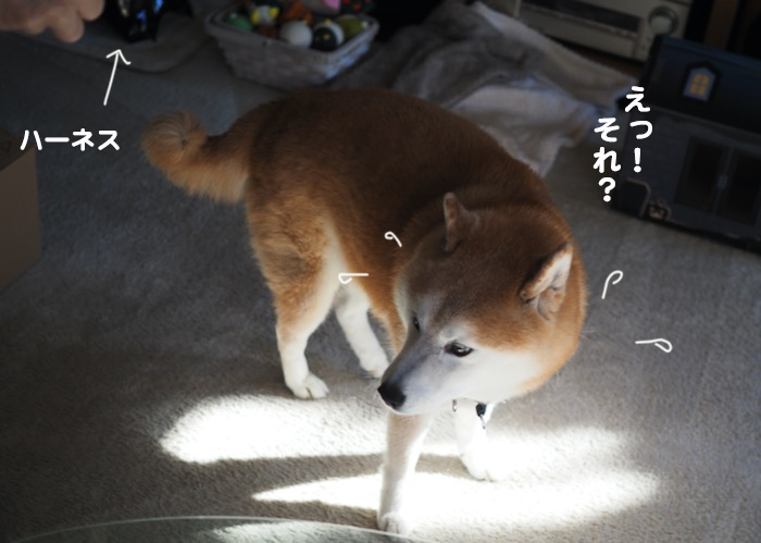 26日ブログ３