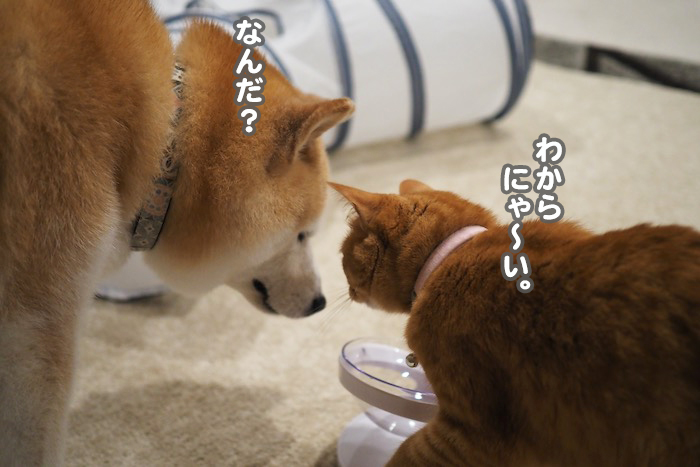 12日夕ブログ７