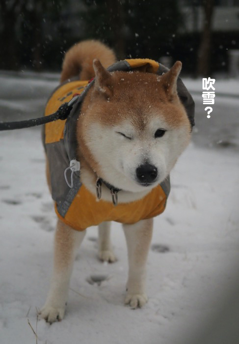 5日夕ブログ４