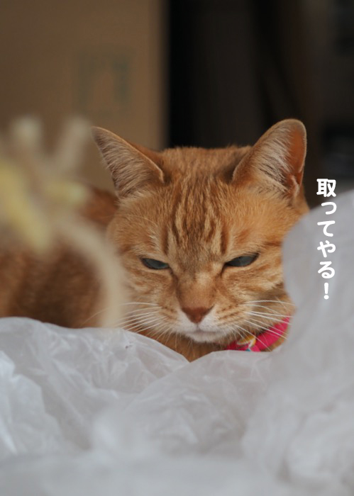 9日夕ブログ３
