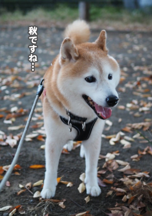 25日夕ブログ５