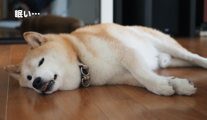 19日夕用４
