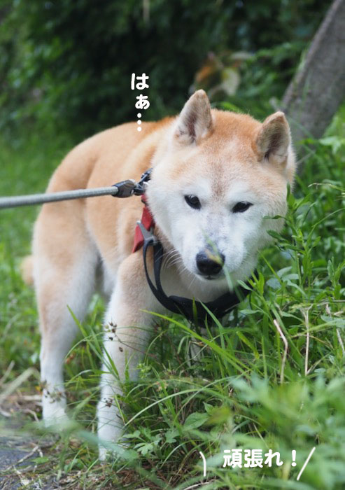 4日夕ブログ４