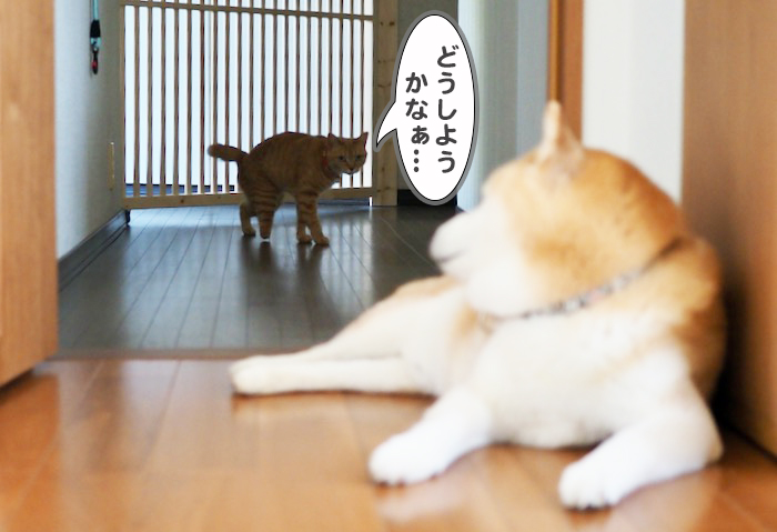 8日夕ブログ６